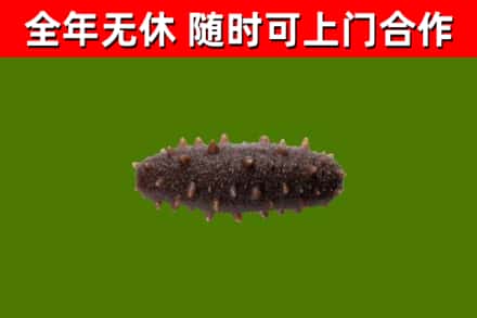通榆烟酒回收干海参.jpg